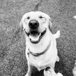 Tail Command - Happy Dogs Come and Play