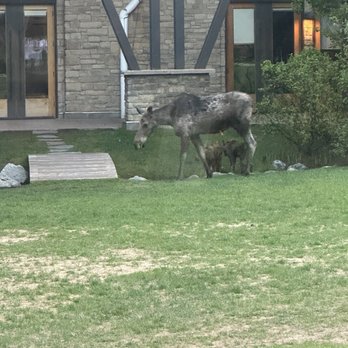 Mangy Moose - Moose paid a visit to - New American Near Me - Teton Village, Wyoming