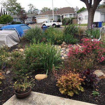 Earthly Sites - Coral Bells at the front - Landscaping Near Me - Oakland, California