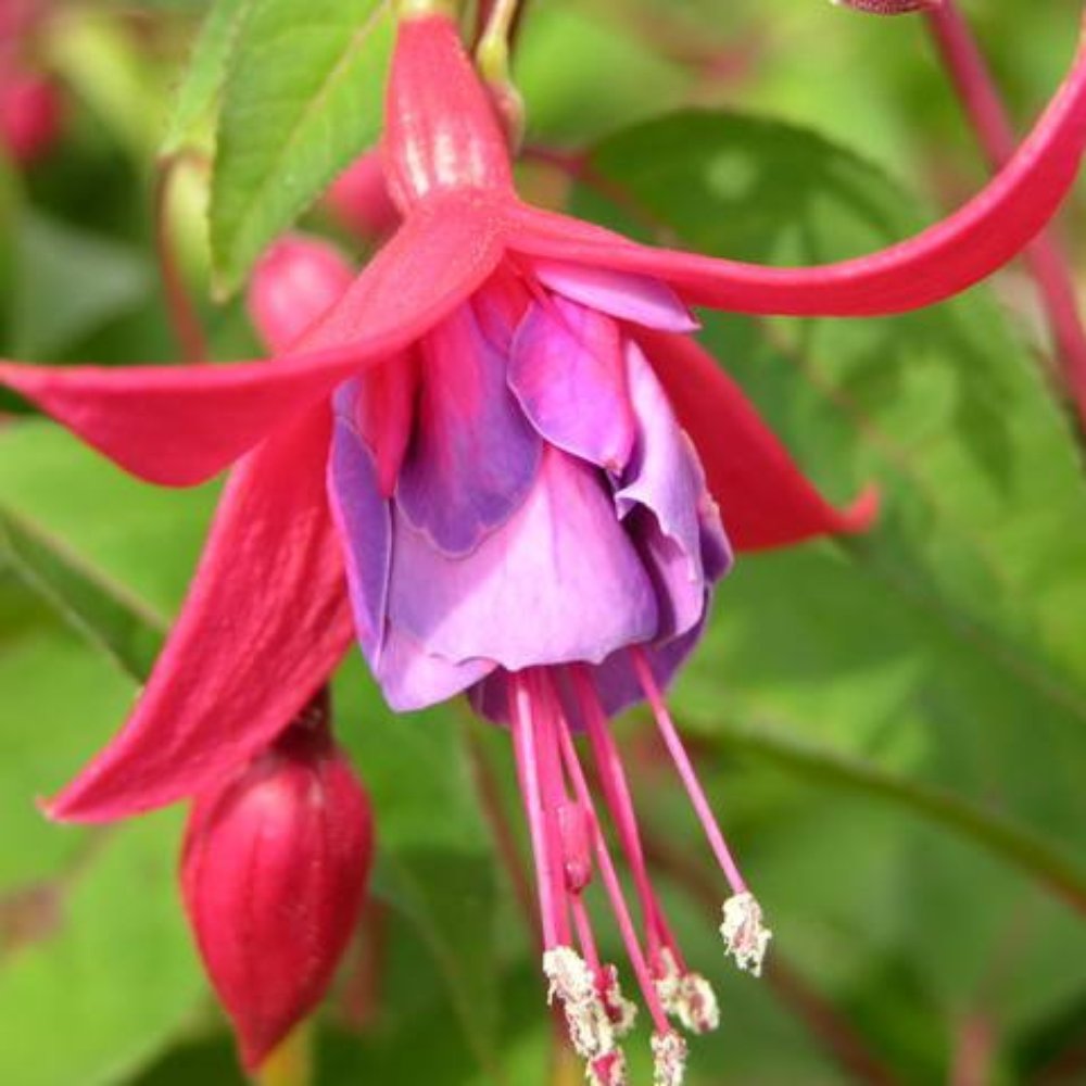 Oops A Daisy Flowers Limited Cirencester Best Flower Site