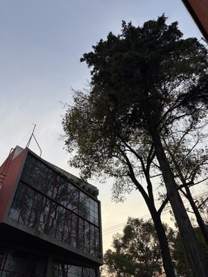 Museo Casa Estudio Diego Rivera y Frida Kahlo by null