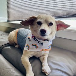 River Dogs Resort - We support the SPCA! Always adopt, don't shop