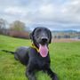 Photo of Modified K9