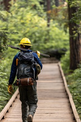 Calaveras Big Trees State Park by null