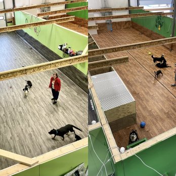 Dogs Tail - Pet Training Near Me - Calgary, Alberta Dogs Tail - Pet Training Near Me - Calgary, Alberta