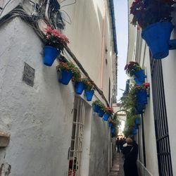 Calleja de las Flores