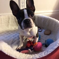 Paws In the 'Ville - Measha will grow into these ears!