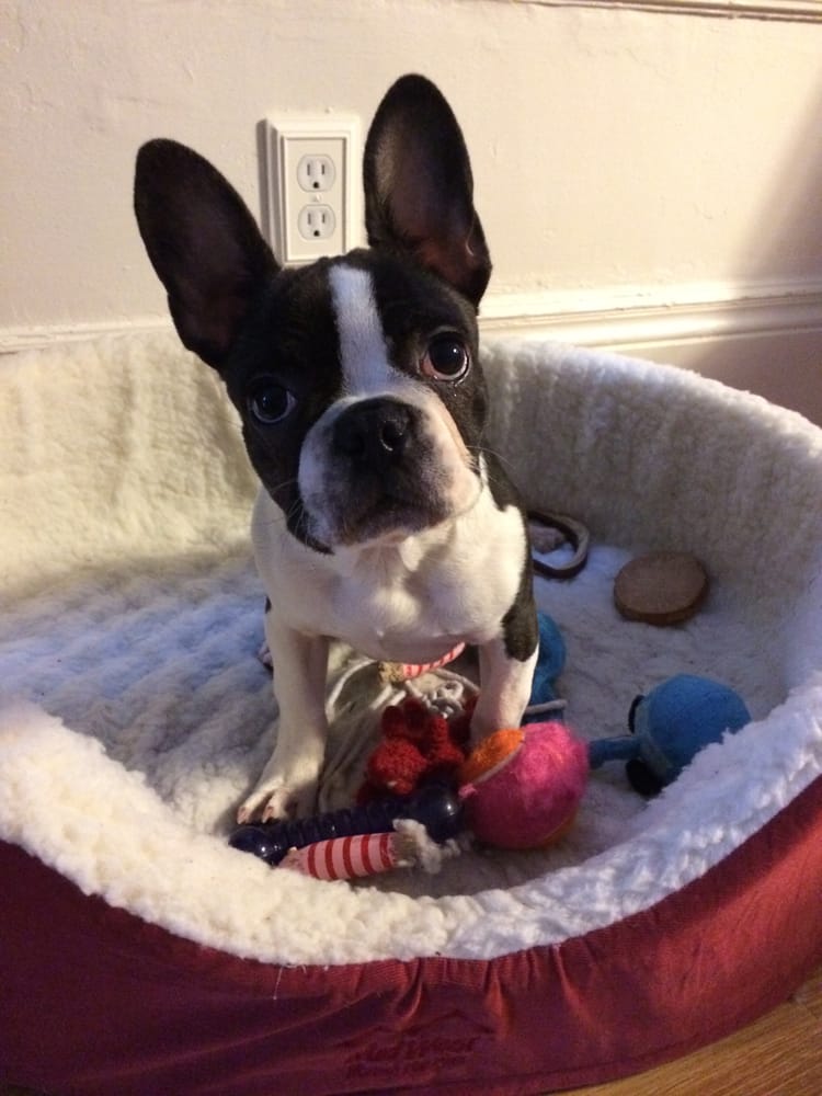 Paws In the 'Ville - pet boarding facility in Somerville, MA