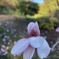 San Francisco Botanical Garden - Magnolia up close