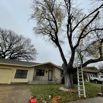 Carlo’s Tree Service - Tree Services Near Me - Austin, Texas Carlo’s Tree Service - Tree Services Near Me - Austin, Texas