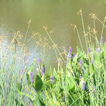 Arnold Arboretum - Parks Near Me - Boston, Massachusetts
