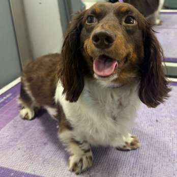Wow! My dog - Dog - Pet Groomers Near Me