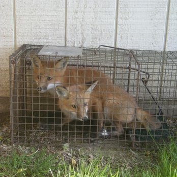The Wildlife Control Company - Red Foxes under a gazebo - Wildlife Control Near Me The Wildlife Control Company - Red Foxes under a gazebo - Wildlife Control Near Me