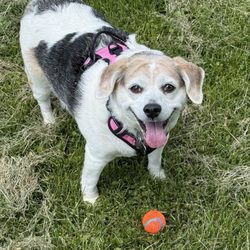 Three Creeks Dog Park - Ellie