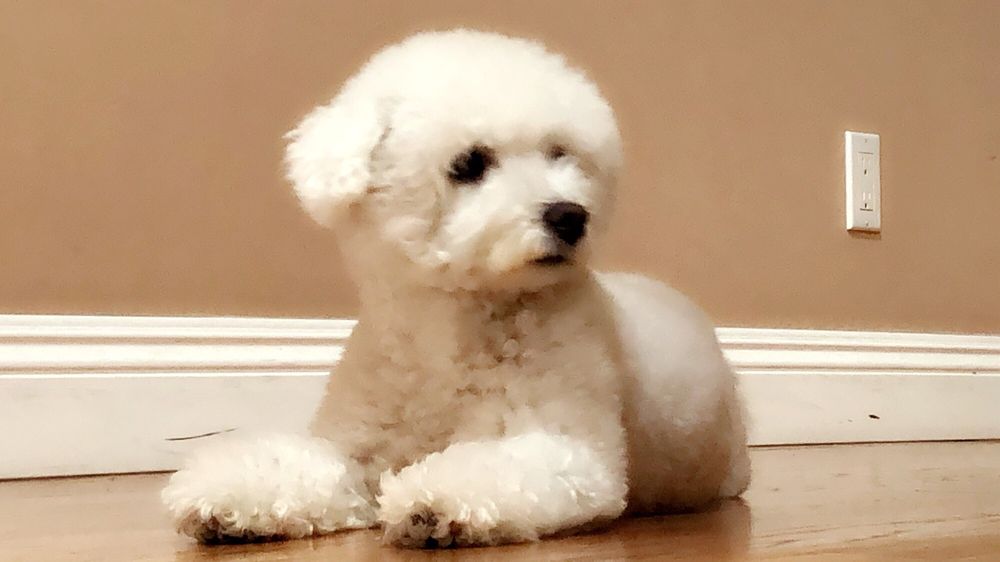 HAPPY PAWS DOG GROOMING - 119 Photos &amp; 138 Reviews - Pet Groomers - 118 E Colorado Blvd