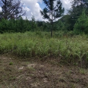 Quick Drops Lawn Care - a pine tree in a field - Lawn Services Near Me - Tyler, Texas Quick Drops Lawn Care - a pine tree in a field - Lawn Services Near Me - Tyler, Texas