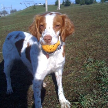 Ike Memorial Off-leash Dog Park - Abby and her squeaky ball. - Dog Parks Near Me - Vancouver, Washington Ike Memorial Off-leash Dog Park - Abby and her squeaky ball. - Dog Parks Near Me - Vancouver, Washington