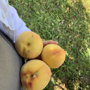 Douglas Farm - The later ripped peaches seemed to have more complex favor...? - Farmers Market Near Me - Portland, Oregon Douglas Farm - The later ripped peaches seemed to have more complex favor...? - Farmers Market Near Me - Portland, Oregon