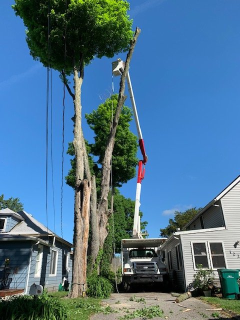 R&R Tree Services of NWA - tree service in Rogers, AR