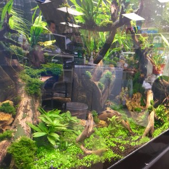 Animal Ark Pet Stores - Really the best planted tanks I've ever seen in person - sorry about the glare! - Pet Stores Near Me - Orem, Utah Animal Ark Pet Stores - Really the best planted tanks I've ever seen in person - sorry about the glare! - Pet Stores Near Me - Orem, Utah