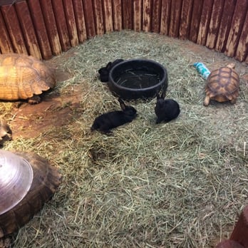 Reptile Island - Tortoise and the hare - Pet Stores Near Me - Stanton, California Reptile Island - Tortoise and the hare - Pet Stores Near Me - Stanton, California