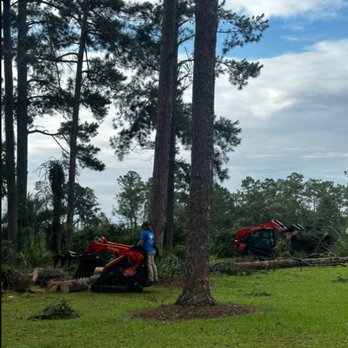 Royal Oak Tree Services - Tree Services Near Me