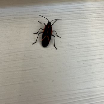 Charlie's Spider Fighters - Pest Control Near Me