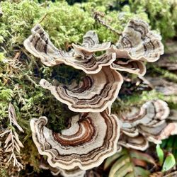 Redwood National & State Parks - Fungi