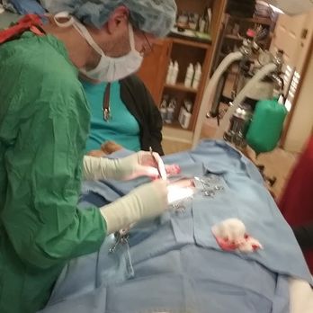 Covington Creek Veterinary Hospital - Dr. Chaves performing surgery on my Golden Retriever, Lanee. - Veterinarians Near Me - Fort Bragg, California