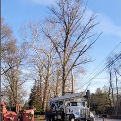 Landis Tree Service