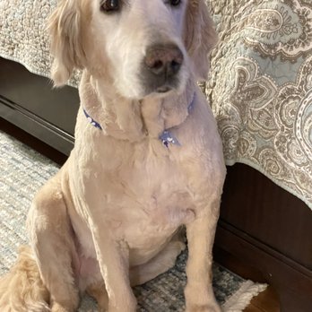Nice Diggz - New hair cut!! - Pet Groomers Near Me - Etobicoke, Ontario