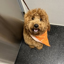 Dogtopia of Blackhawk - First Day of Daycare!