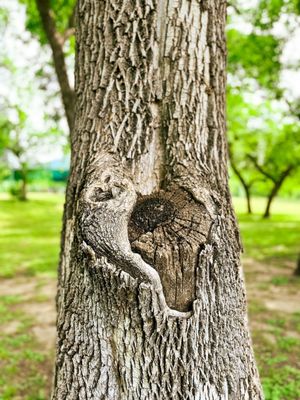 Reverchon Park by null