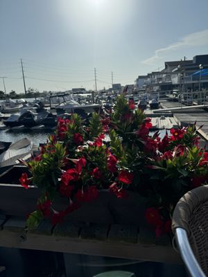 The Dock - West Wildwood by null
