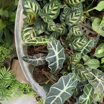 M & M Nursery - Nurseries & Gardening Near Me - Orange, California