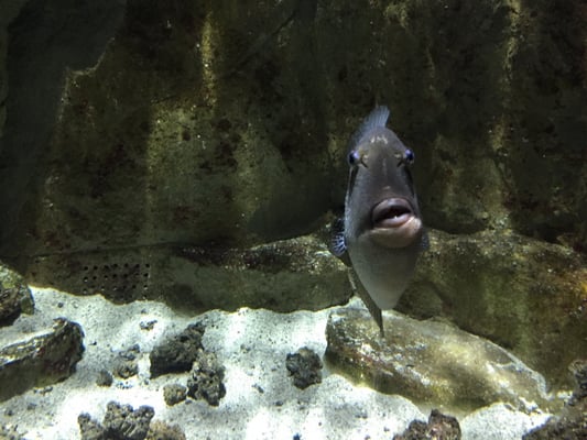Acquario di Livorno by null