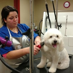 Groomalon - Bather/Finisher, Thaila Rosso is brushing out while drying