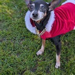 Raquel's Senior Dog Bed & Breakfast