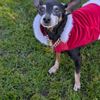Raquel's Senior Dog Bed & Breakfast gift card