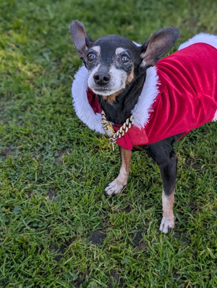 Raquel's Senior Dog Bed & Breakfast - pet boarding facility in San Diego, CA