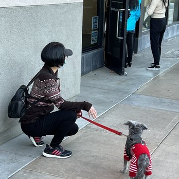 Brian Black Tea - Hi Doggie - Bubble Tea Near Me - Fremont, California