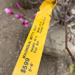 Perricone Garden Center & Nursery - Magnolia Betty tag
