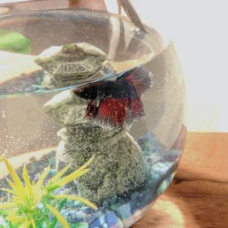 Jean Claude the betta