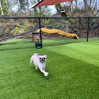 Rosedale Pet Resort - The intentionally designed turf yard is equipped with the best turf I could buy (K9 brand grass) to ensure comfort and sanitation - Pet Boarding Near Me