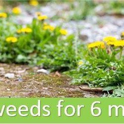 Madjak Pest, Weed And Turf Services