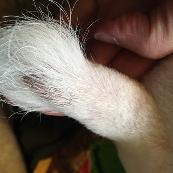 Tri-County Veterinary Clinic - Grooming issues - Veterinarians Near Me - Pella, Iowa Tri-County Veterinary Clinic - Grooming issues - Veterinarians Near Me - Pella, Iowa