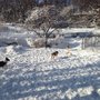 Photo of Fort Tryon Park Dog Run