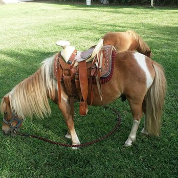 Ponylandia Pony Rides - Party & Event Planning Near Me Ponylandia Pony Rides - Party & Event Planning Near Me