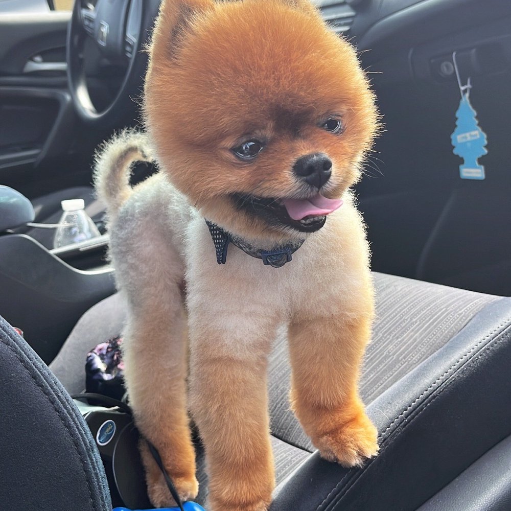 We Groom Pets - Toy Pom full groom including cut! He was very overgrown. The sweetest calm customer. - Pet Groomers Near Me - Downey, California We Groom Pets - Toy Pom full groom including cut! He was very overgrown. The sweetest calm customer. - Pet Groomers Near Me - Downey, California