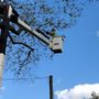 Photo of Sicher's TreeWorkz